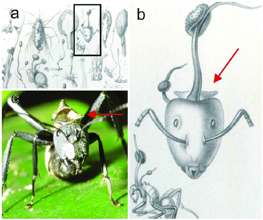 Ophiocordyceps Unilateralis
