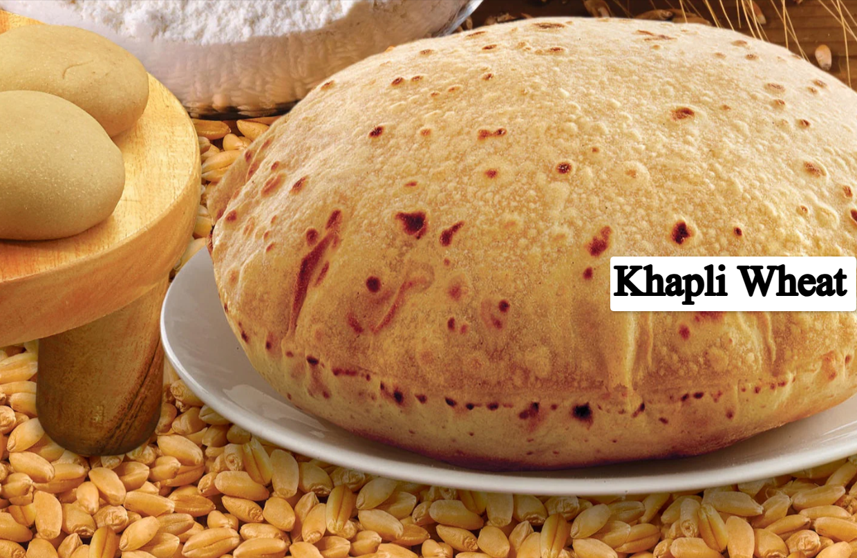 Khapli Wheat