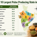 Top 10 Largest Pulse Producing State in India